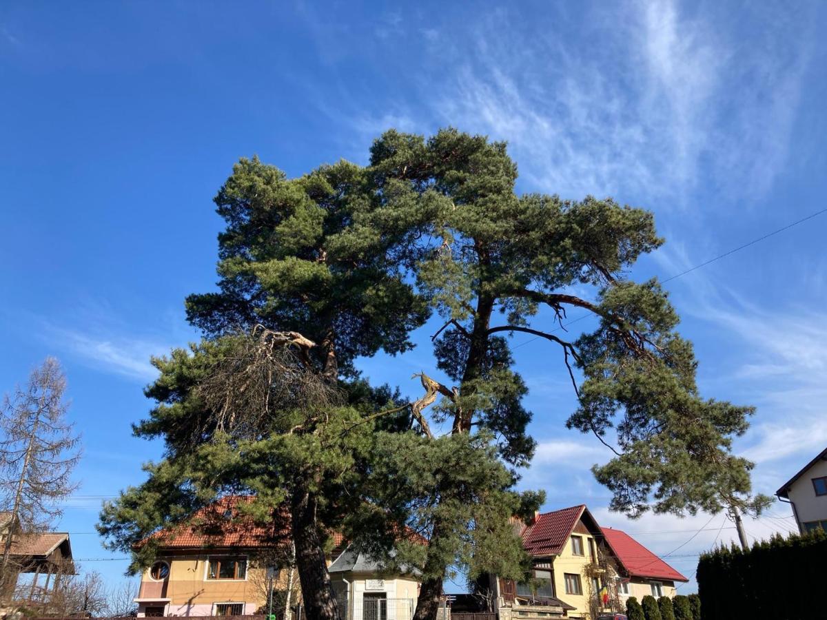 The Pines Boutique Villa Brasov Bagian luar foto