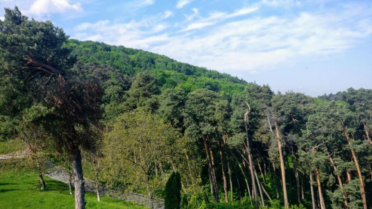 The Pines Boutique Villa Brasov Bagian luar foto