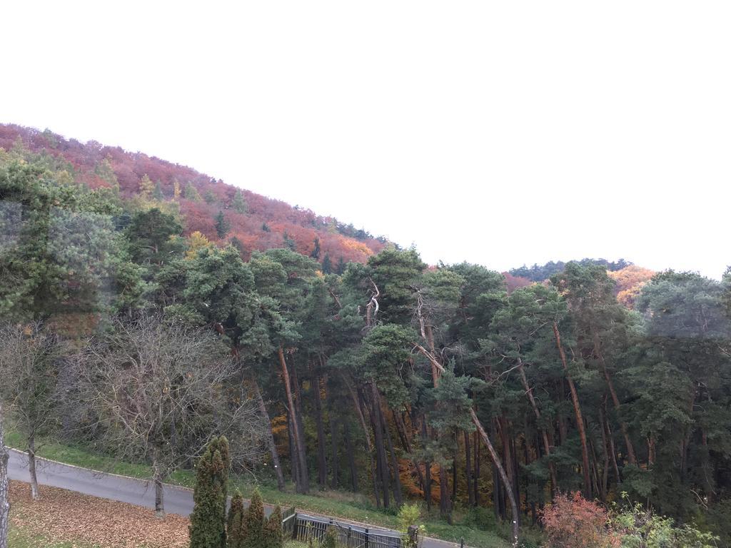 The Pines Boutique Villa Brasov Bagian luar foto